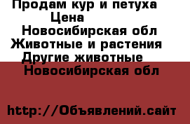 Продам кур и петуха  › Цена ­ 2 000 - Новосибирская обл. Животные и растения » Другие животные   . Новосибирская обл.